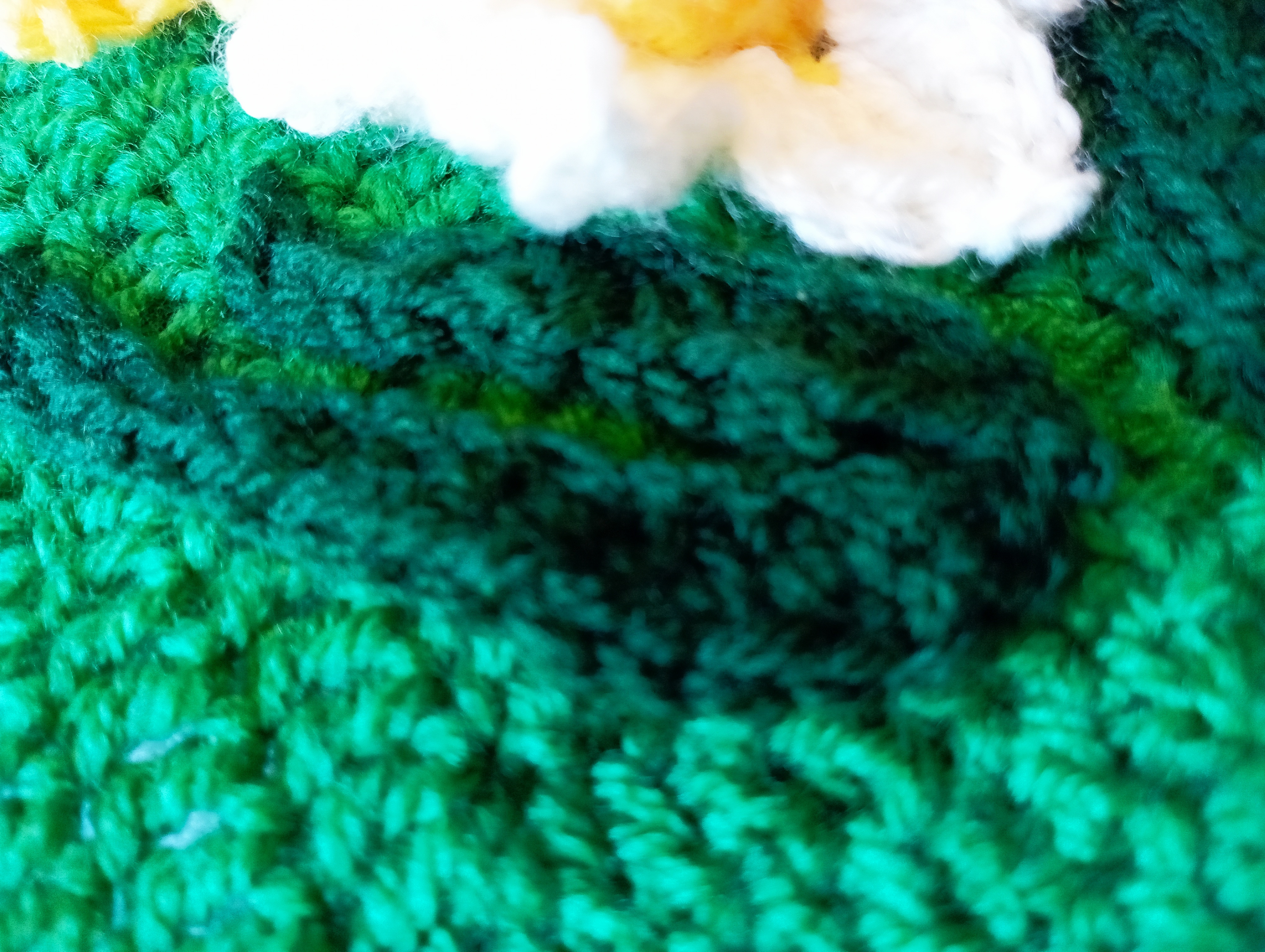 jonquilles feuilles 2