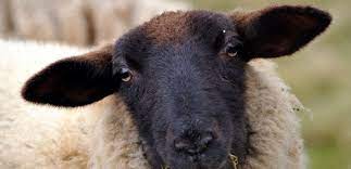 écharpe façon Sophie&nbsp;scarf