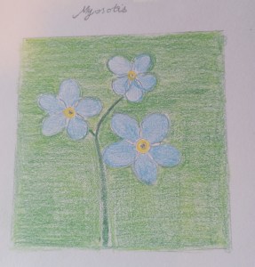 croquis granny myosotis des forêts