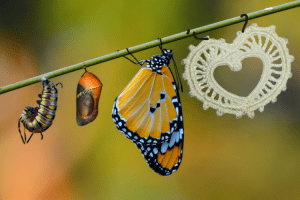 La lucarne champêtre sort de son cocon